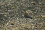Steppevorkstaartplevier / Black-winged Pratincole / Glareola nordmanni