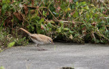 Rosse Waaierstaart / Rufous-tailed Scrub Robin / Erythropygia galactotes