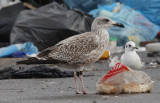 Hybride Geelpootmeeuw x Kleine Mantelmeeuw / Hybrid Yellow-legged Gull x Lesser Black-backed Gull / Michahellis x graellsii
