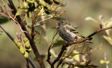 Sijs / Eurasian Siskin / Spinus spinus