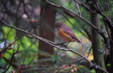 Blauwstaart / Red-flanked Bluetail / Tarsiger cyanurus