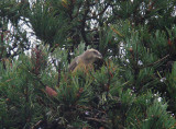 Grote Kruisbek / Parrot Crossbill / Loxia pytyopsittacus