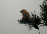 Grote Kruisbek / Parrot Crossbill / Loxia pytyopsittacus