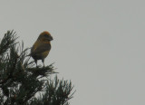 Grote Kruisbek / Parrot Crossbill / Loxia pytyopsittacus