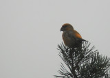 Grote Kruisbek / Parrot Crossbill / Loxia pytyopsittacus