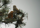 Grote Kruisbek / Parrot Crossbill / Loxia pytyopsittacus