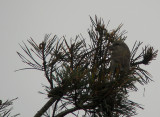 Grote Kruisbek / Parrot Crossbill / Loxia pytyopsittacus