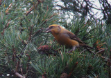 Grote Kruisbek / Parrot Crossbill / Loxia pytyopsittacus