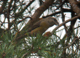 Grote Kruisbek / Parrot Crossbill / Loxia pytyopsittacus