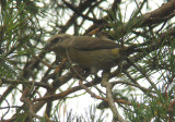 Grote Kruisbek / Parrot Crossbill / Loxia pytyopsittacus