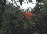 Grote Kruisbek / Parrot Crossbill / Loxia pytyopsittacus