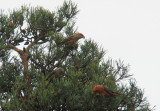 Grote Kruisbek / Parrot Crossbill / Loxia pytyopsittacus