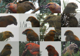 Grote Kruisbek / Parrot Crossbill / Loxia pytyopsittacus