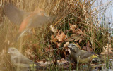 Grote Kruisbek / Parrot Crossbill / Loxia pytyopsittacus