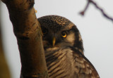 Sperweruil / Northern Hawk Owl / Surnia ulula