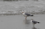 Baltische Zilvermeeuw / Baltic Herring Gull / Larus a. argentatus