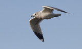 Stormmeeuw / Common Gull / Larus canus