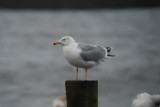 Baltische Zilvermeeuw / Baltic Herring Gull / Larus a. argentatus