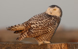 Sneeuwuil / Snowy Owl / Bubo scandiacus