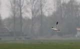 Steppekiekendief / Pallid Harrier / Circus macrourus