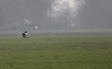 Steppekiekendief / Pallid Harrier / Circus macrourus