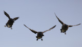 Rotgans / Brant Goose / Branta bernicla