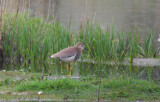 Witstaartkievit / White-tailed Lapwing / Vanellus leucurus