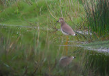 Witstaartkievit / White-tailed Lapwing / Vanellus leucurus