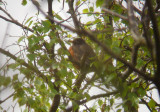 Roodborstlijster / American Robin / Turdus migratorius