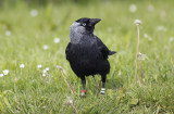 Kauw /. Western Jackdaw / Coloeus monedula