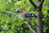 Gaai / Eurasian Jay / Garrulus glandarius