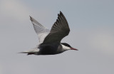 Witwangstern / Whiskered Tern / Chlidonias hybrida