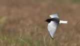 Witvleugelstern / White-winged Tern / Chlidonias leucopterus