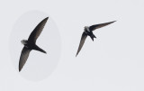 Gierzwaluw / Common Swift / Apus apus