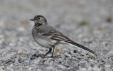 Witte Kwikstaart / White Wagtail / Motacilla alba