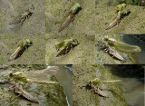 Rivierrombout / Gomphus flavipes