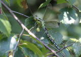 Groene Glazenmaker / Aeshna viridis