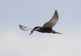 Witwangstern / Whiskered Tern / Chlidonias hybrida