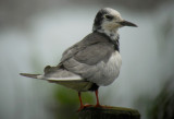 Witvleugelstern / White-winged Tern / Chlidonias leucopterus