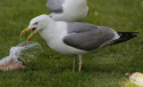 Hybride Kleine Mantelmeeuw x Zilvermeeuw / Lesser Black-backed Gull x Herring Gull / Larus f. graellsii x L. argentatus 