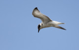 Witwangstern / Whiskered Tern / Chlidonias hybrida