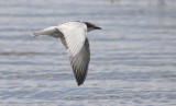 Witwangstern / Whiskered Tern / Chlidonias hybrida