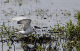 Witwangstern / Whiskered Tern / Chlidonias hybrida