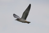 Witvleugelstern / White-winged Tern / Chlidonias leucopterus