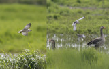 Witvleugelstern / White-winged Tern / Chlidonias leucopterus