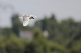 Witwangstern / Whiskered Tern / Chlidonias hybrida