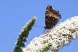 Oostelijke Vos / Nymphalis xanthomelas