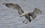 Pontische Meeuw / Caspian Gull / Larus cachinnans