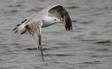 Pontische Meeuw / Caspian Gull / Larus cachinnans