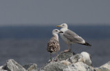 Pontische Meeuw / Caspian Gull / Larus cachinnans